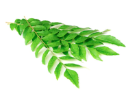 Curry Leaves/Karivepila 50gm